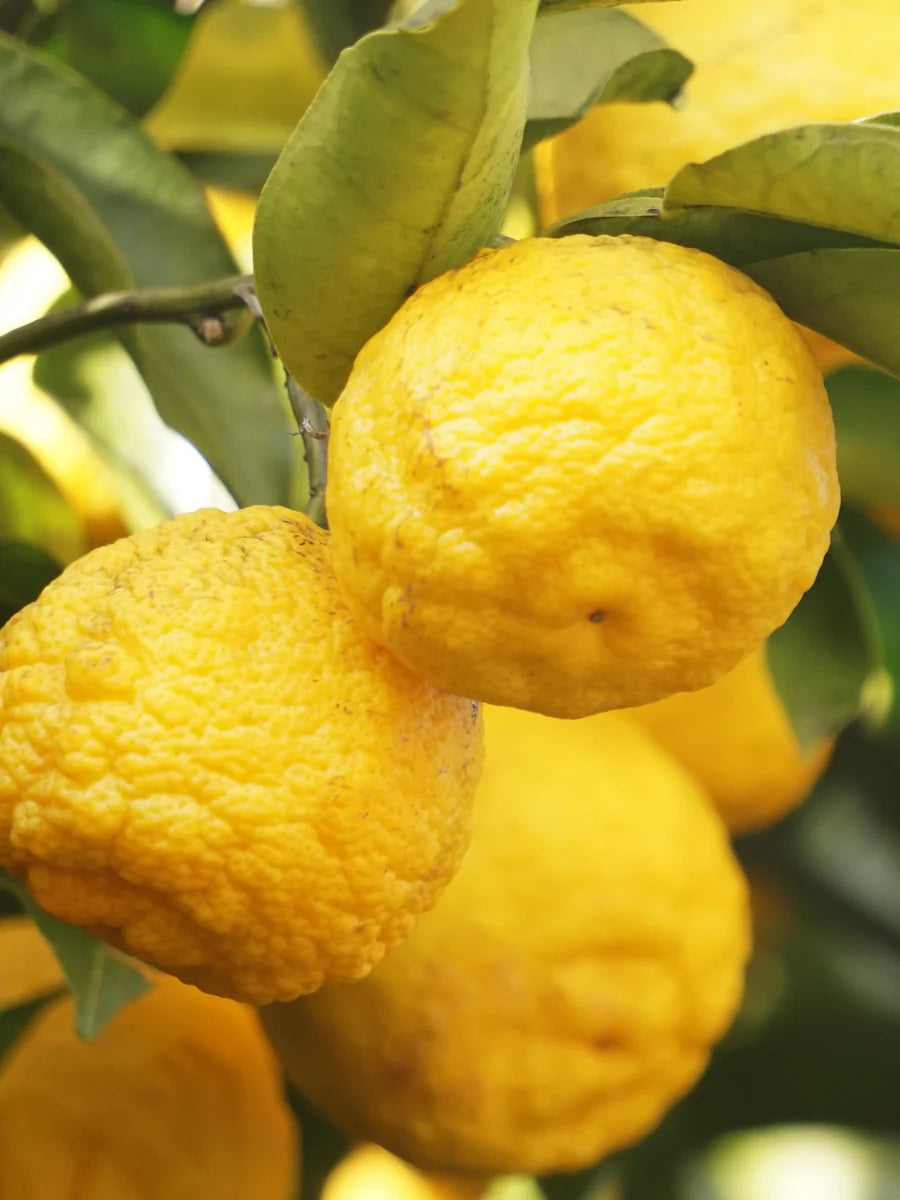 Pura Refill in Sunlit Yuzu and Neroli by Nest New York
