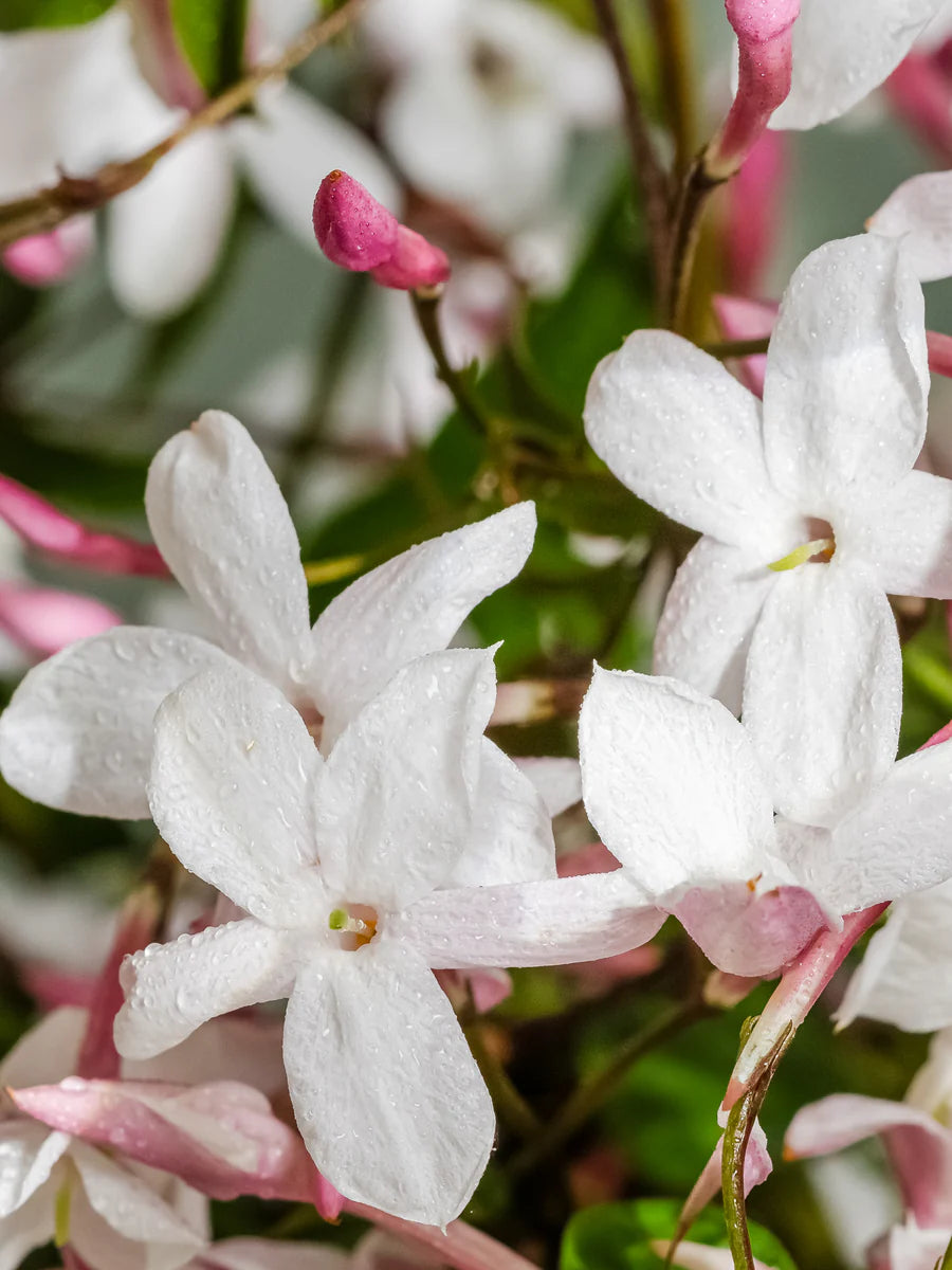 Pura Refill in the Smell of Spring by Aromatique