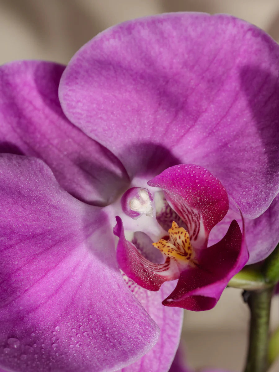 Pura Refill in Capri Blue Aloha Orchid