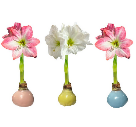 Amaryllis Bulb in Solid Pastel