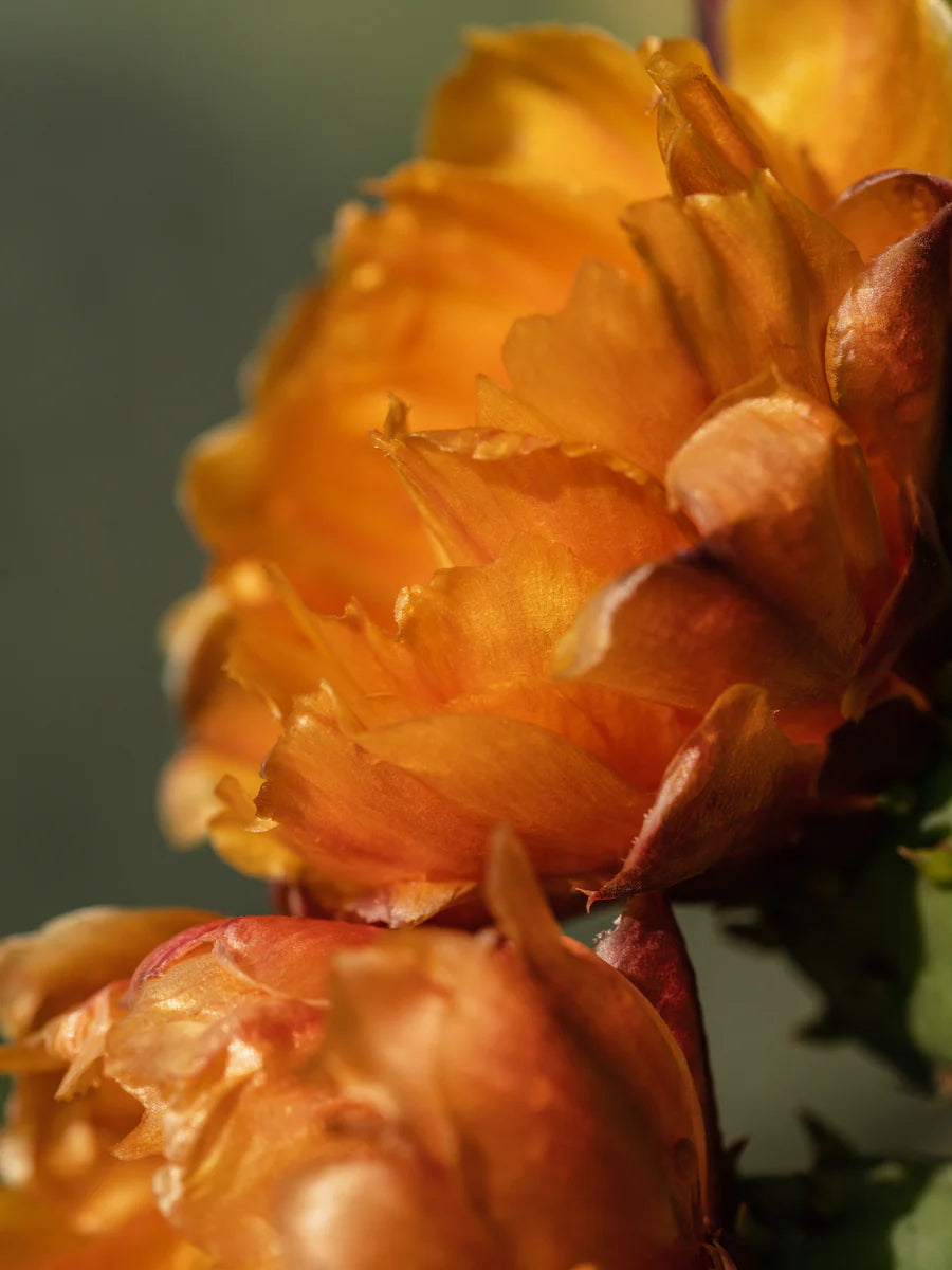 Pura Refill in Cactus Flower by Paddywax