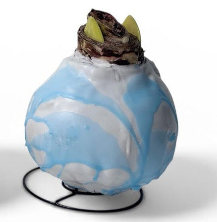 Amaryllis Bulb in Pastel Splatter