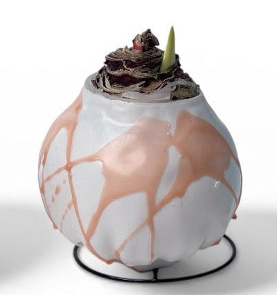 Amaryllis Bulb in Pastel Splatter