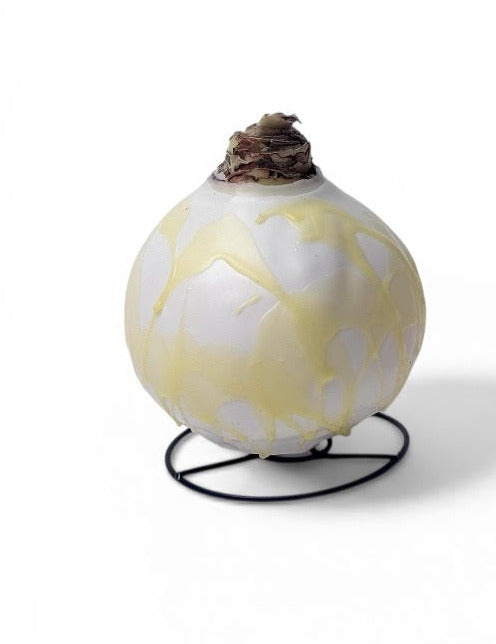 Amaryllis Bulb in Pastel Splatter